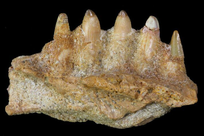 Cretaceous Fish (Stromerichthys) Jaw Section - Kem Kem Beds #81329
